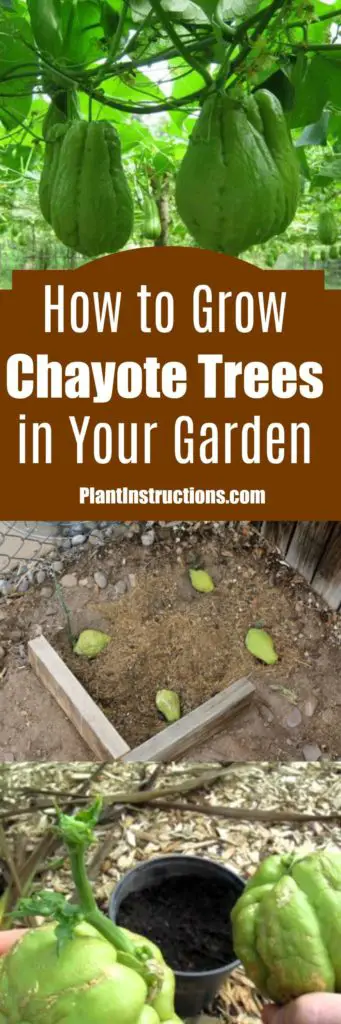 chayote plant