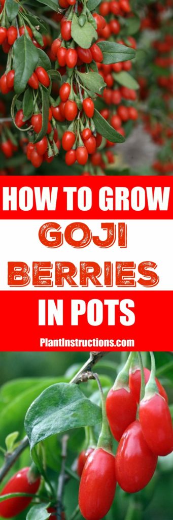 how to grow goji berries