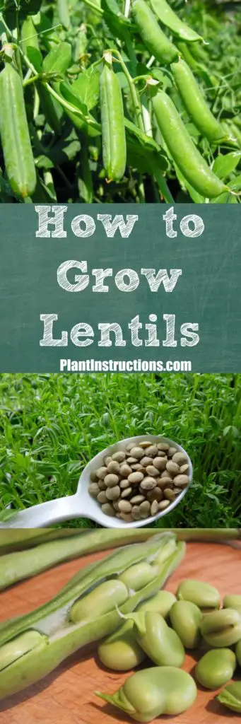 how to grow lentils