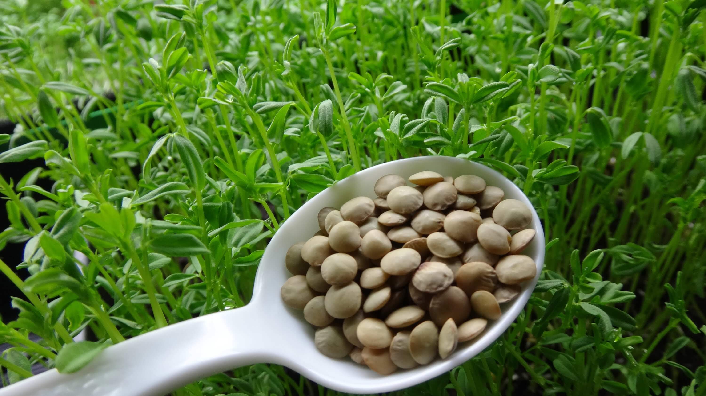 How To Grow Lentils Plant Instructions