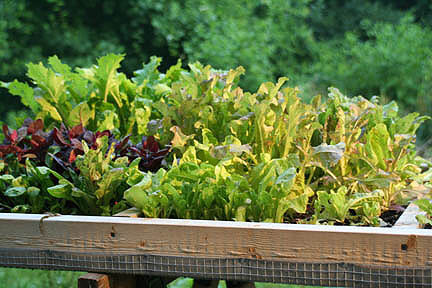 mesclun plant