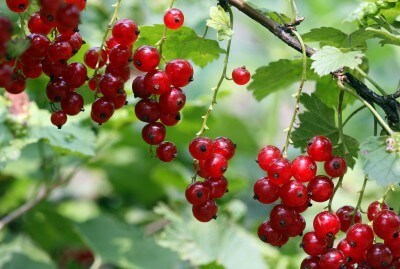 red currants