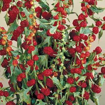 strawberry spinach plant