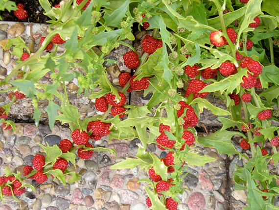 strawberry spinach