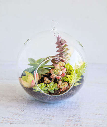 terrarium