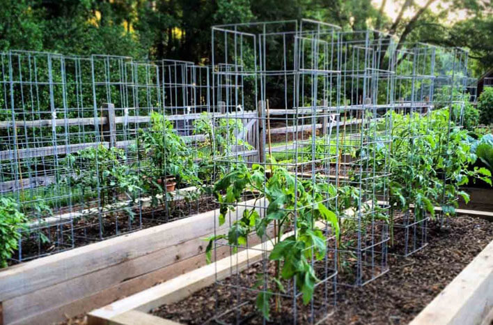 tomato cages