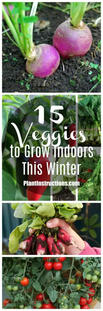 veggies that grow indoors