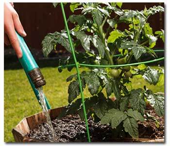 watering tomatoes