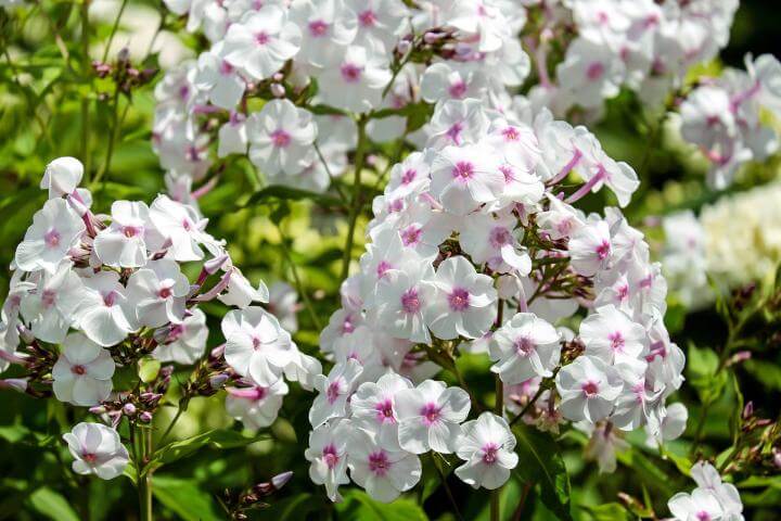 white phlox