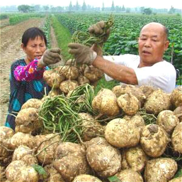 yam harvests