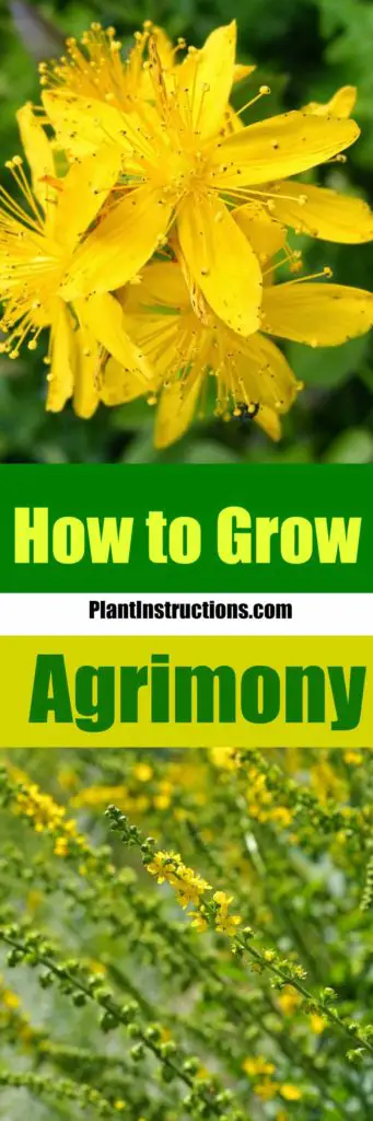 How to Grow Agrimony