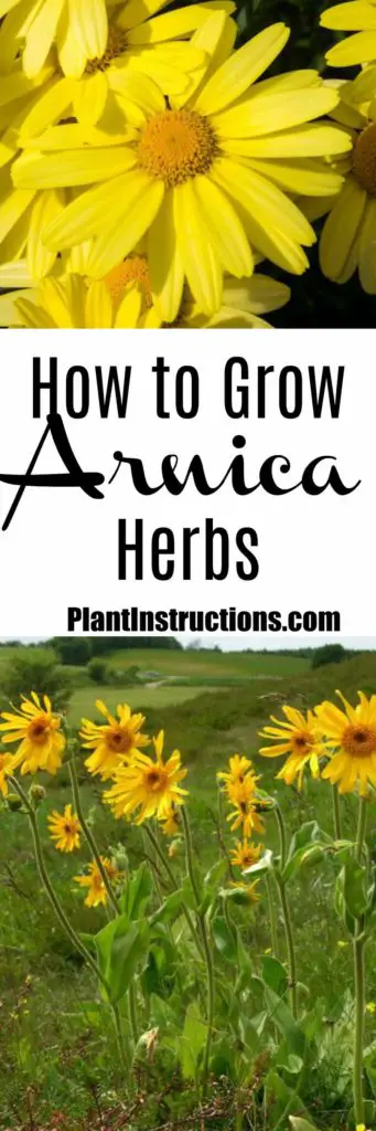 How to Grow Arnica