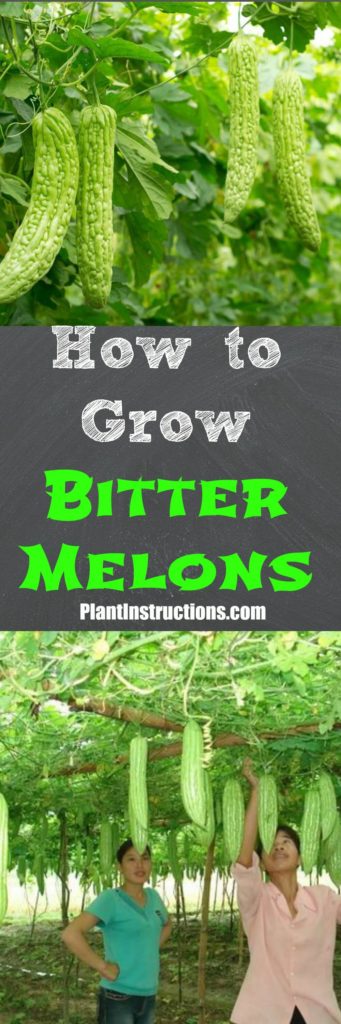 How to Grow Bitter Melon