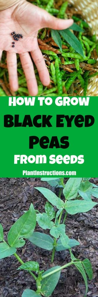 How to Grow Black Eyed Peas