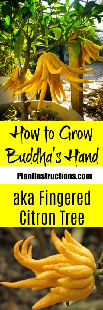 How to Grow Buddha's Hand