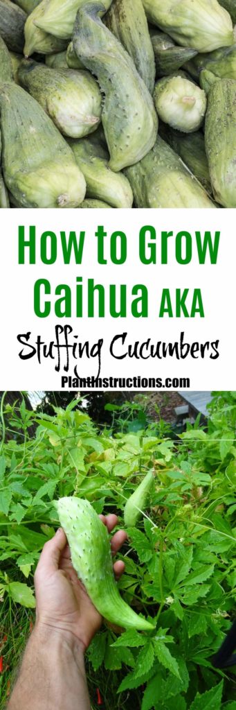 How to Grow Caihua