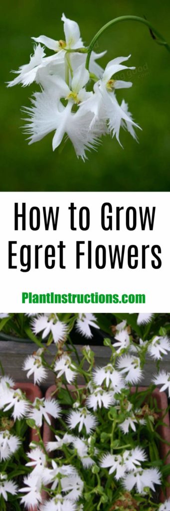 How to Grow Egret Flowers