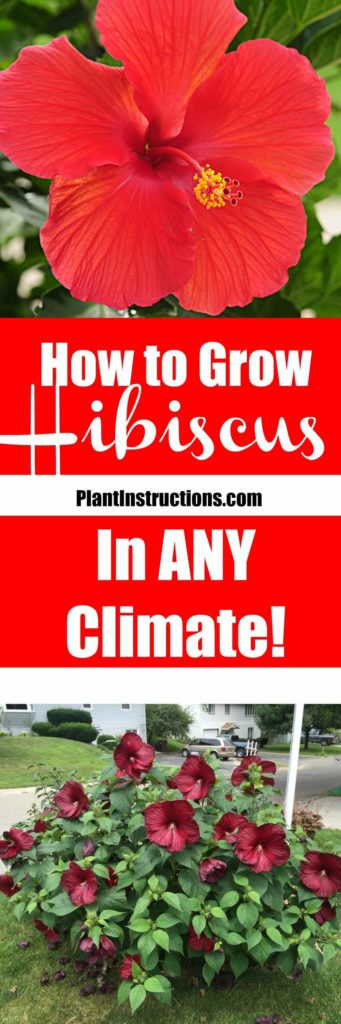 How to Grow Hibiscus