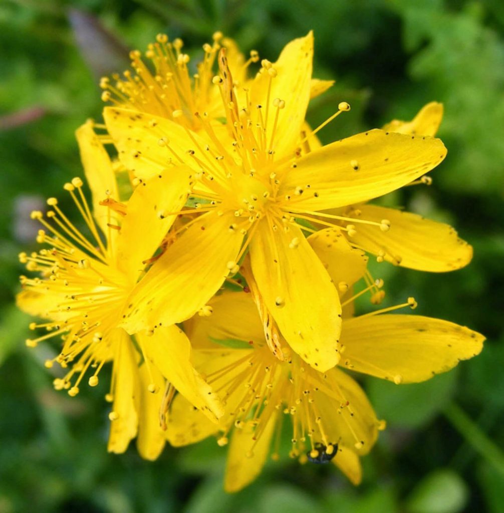 agrimony flower