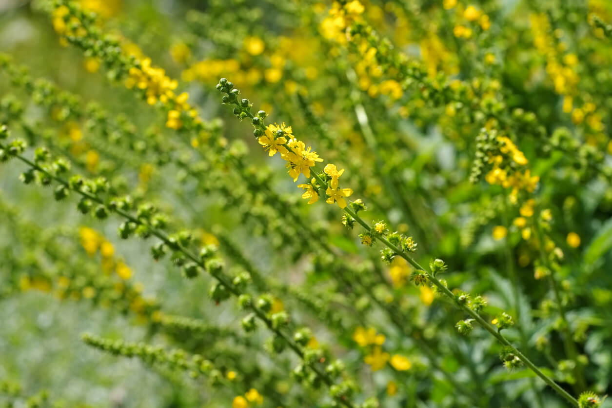 How to Grow Agrimony - Plant Instructions