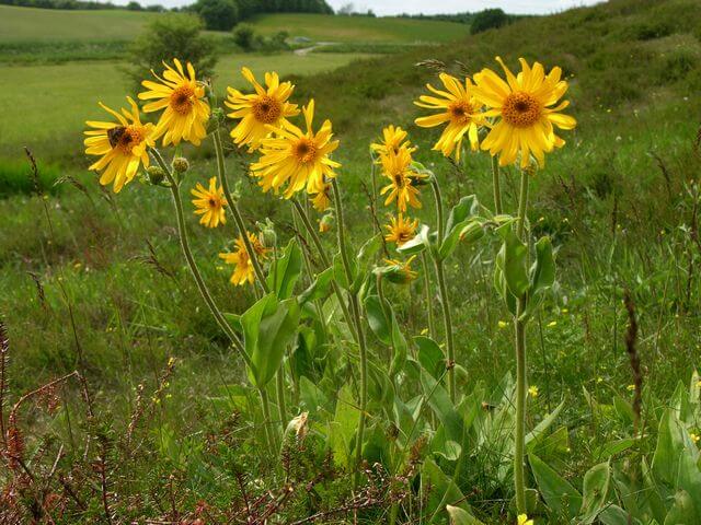 arnica plant