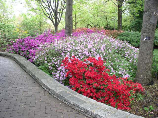 azaleas and rhododendrons