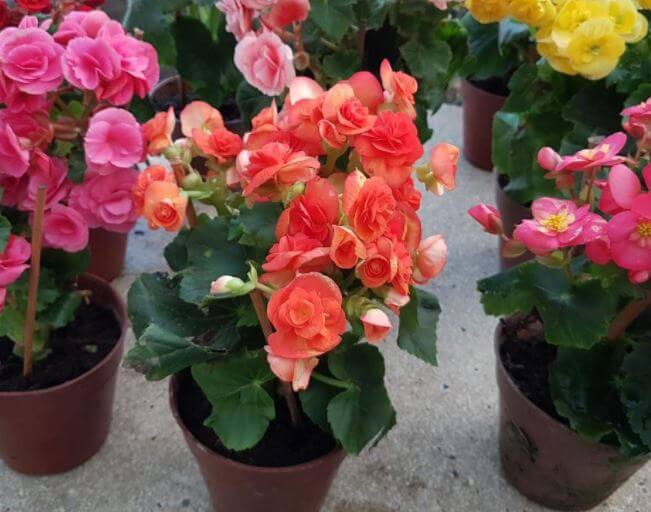 begonias in pots