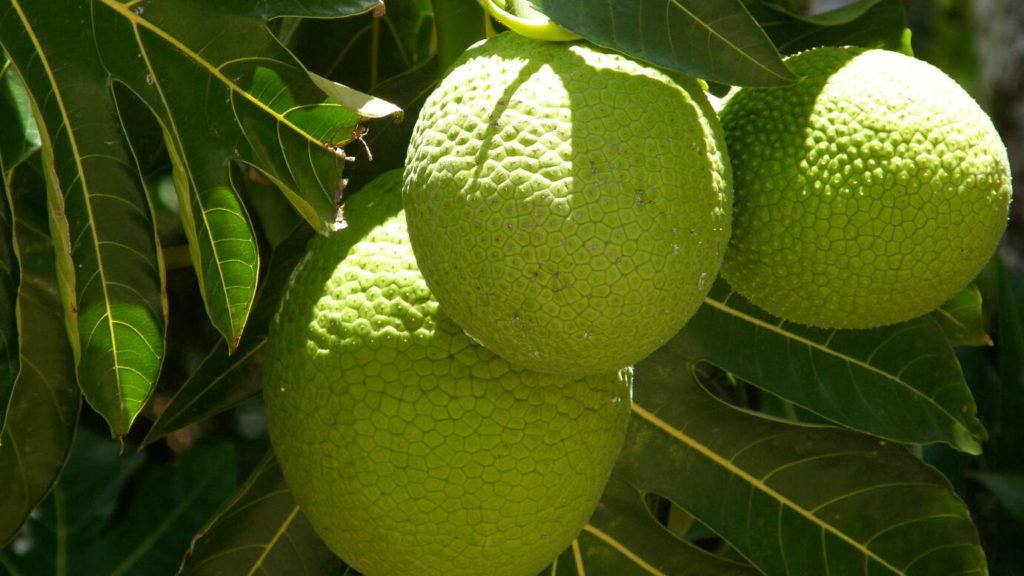 breadfruit