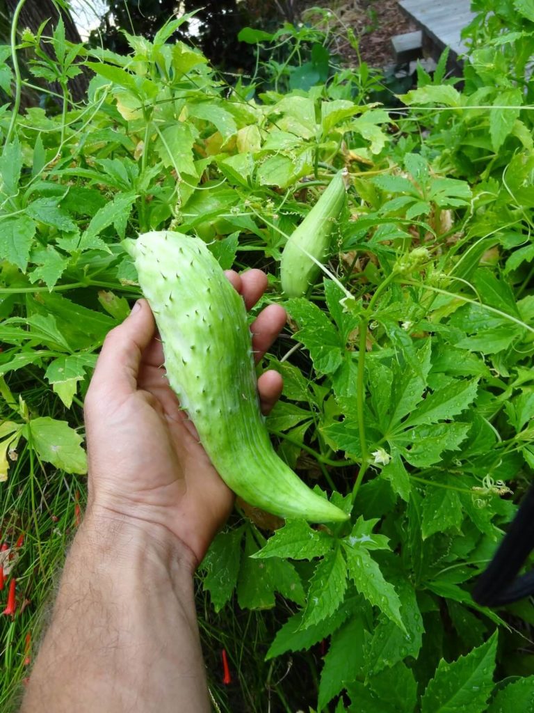 caihua harvest