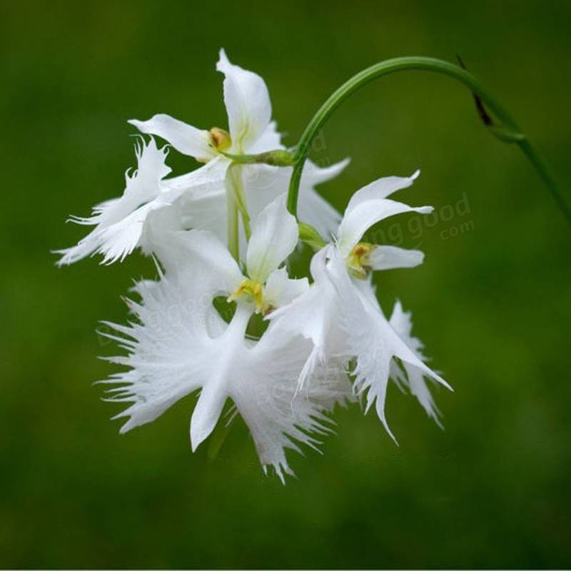 egret flowers