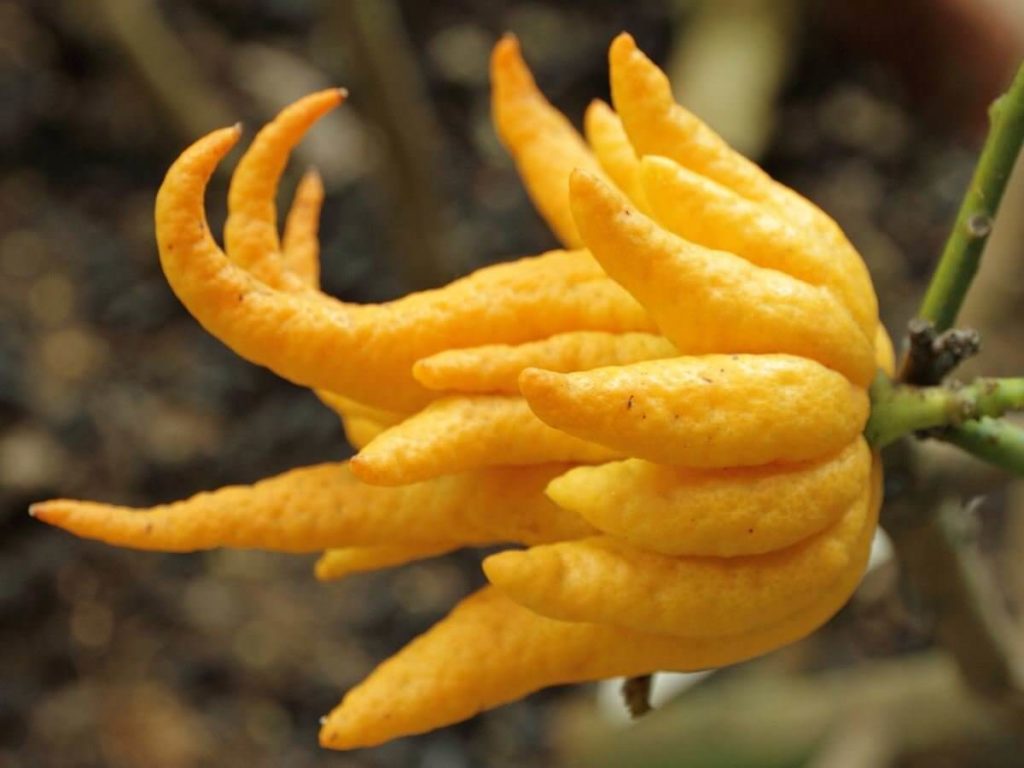 fingered citron tree