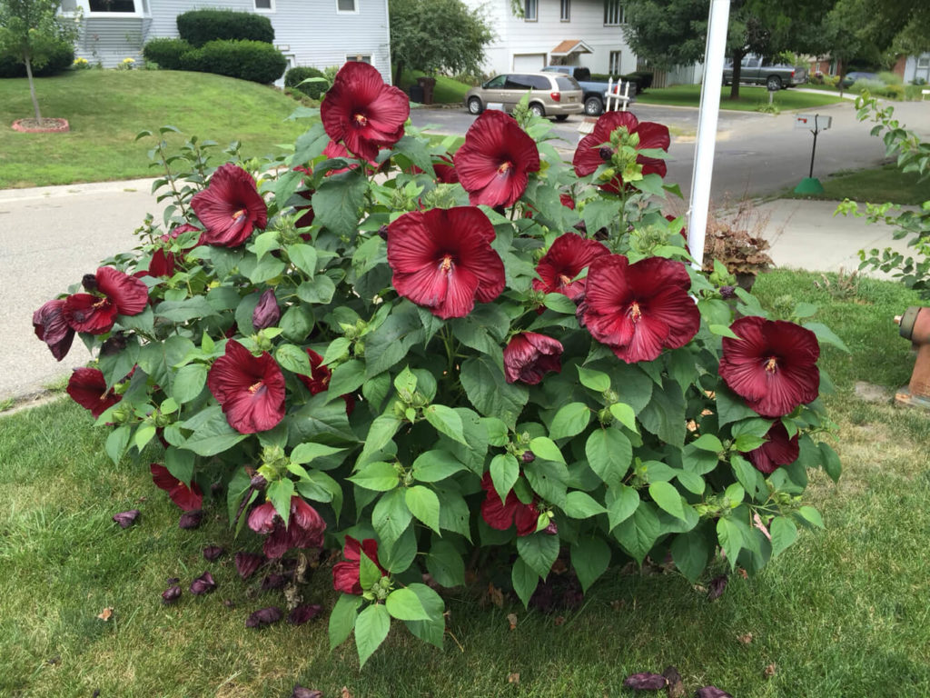 hardy hibiscus shrub