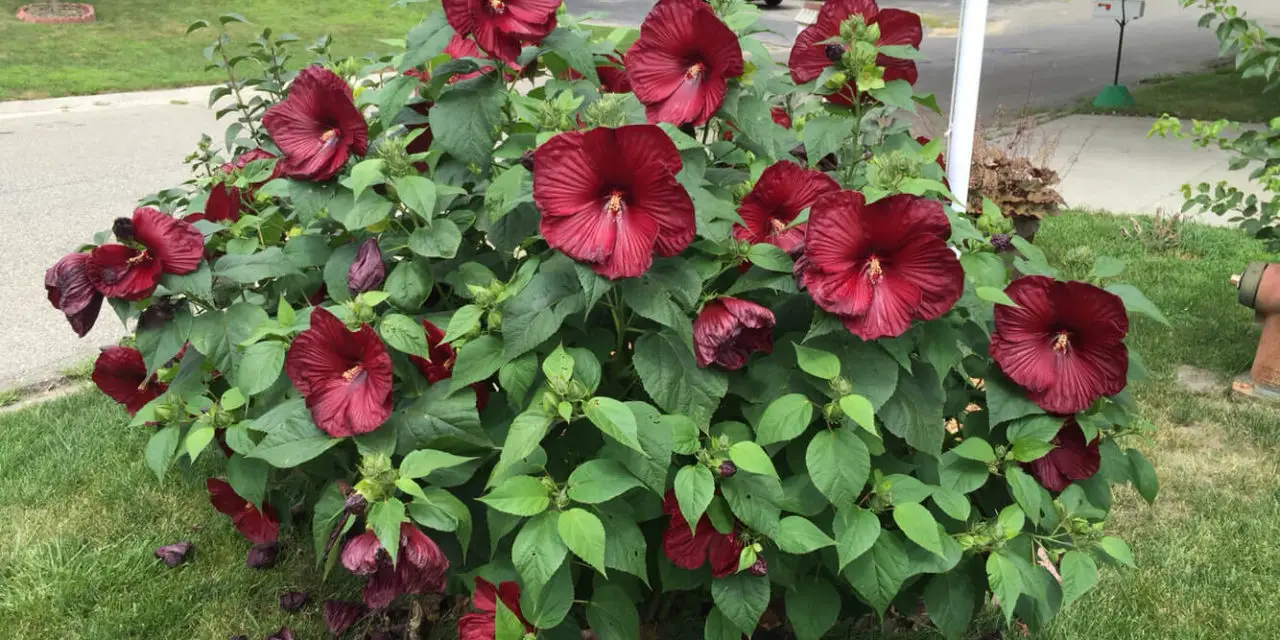 How to Care for Hibiscus Plants