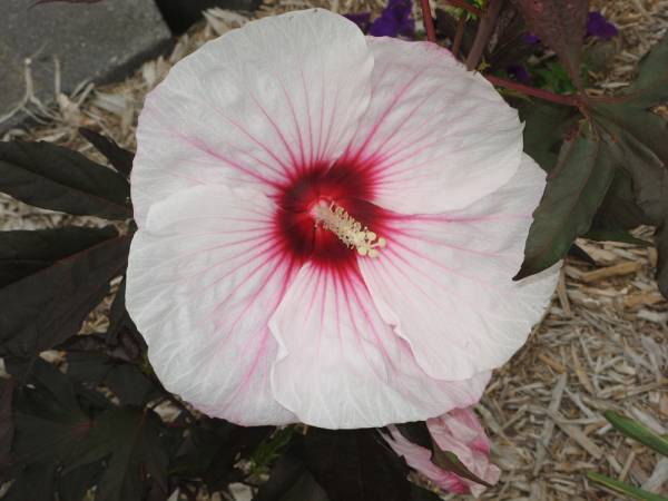 hardy perennial hibiscus