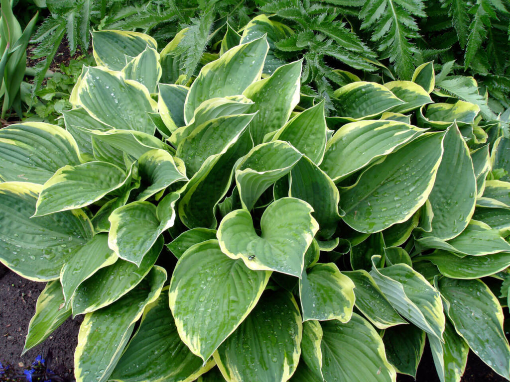 hosta