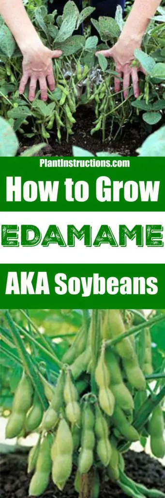 how to grow edamame