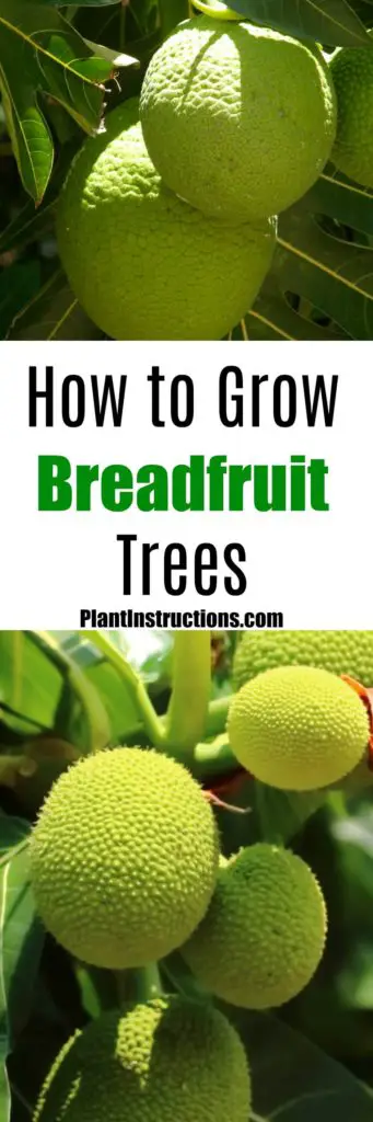how to plant breadfruit