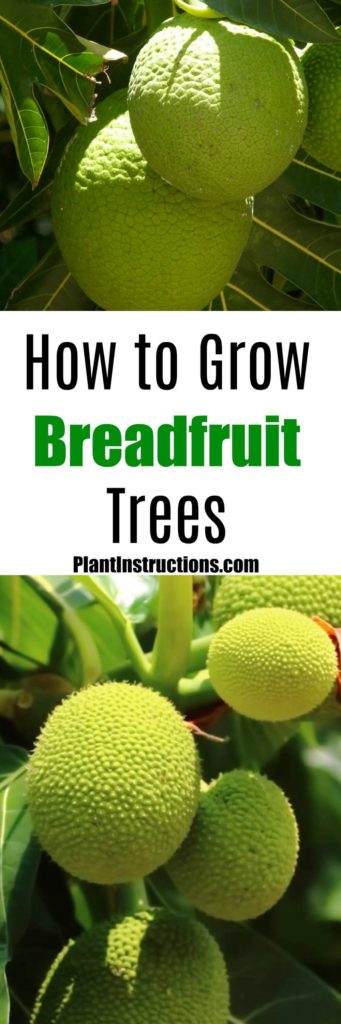 how to plant breadfruit