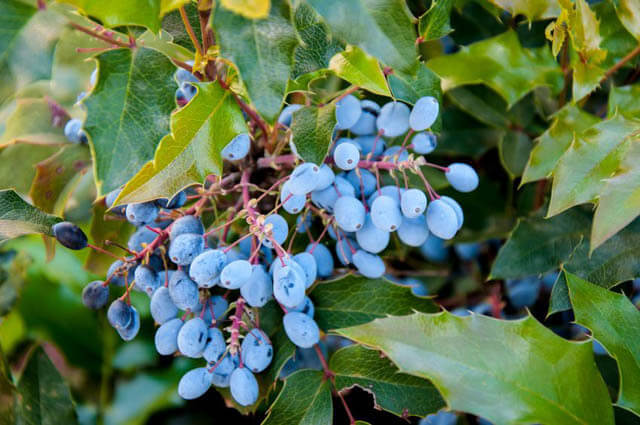 oregon grape holly