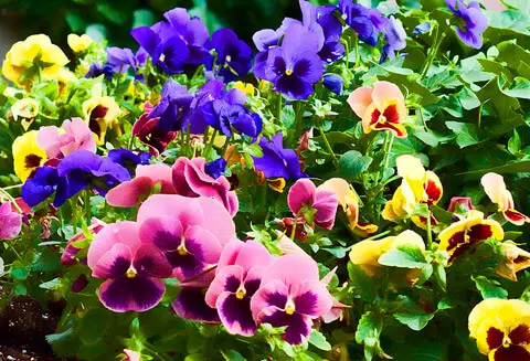 pansies and violets