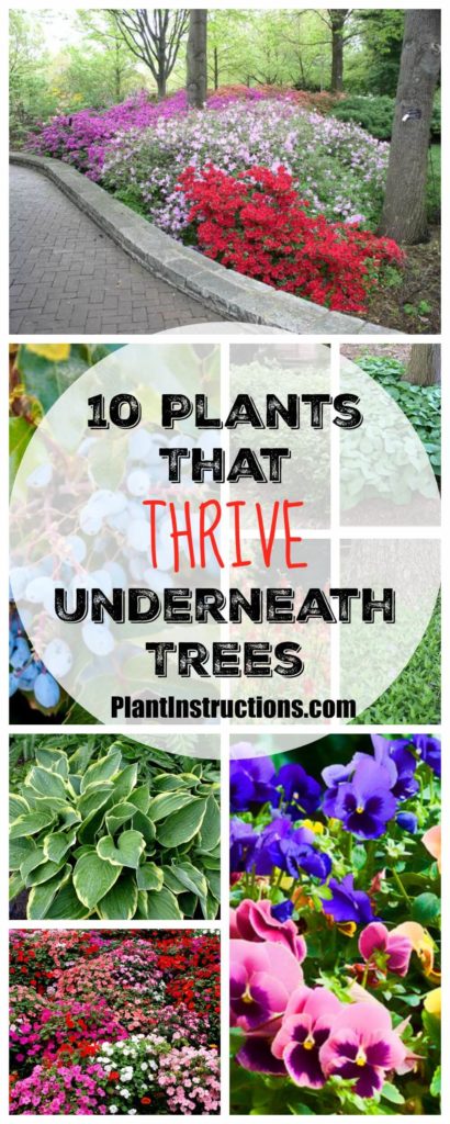 plants that grow under trees