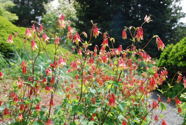 wild columbine