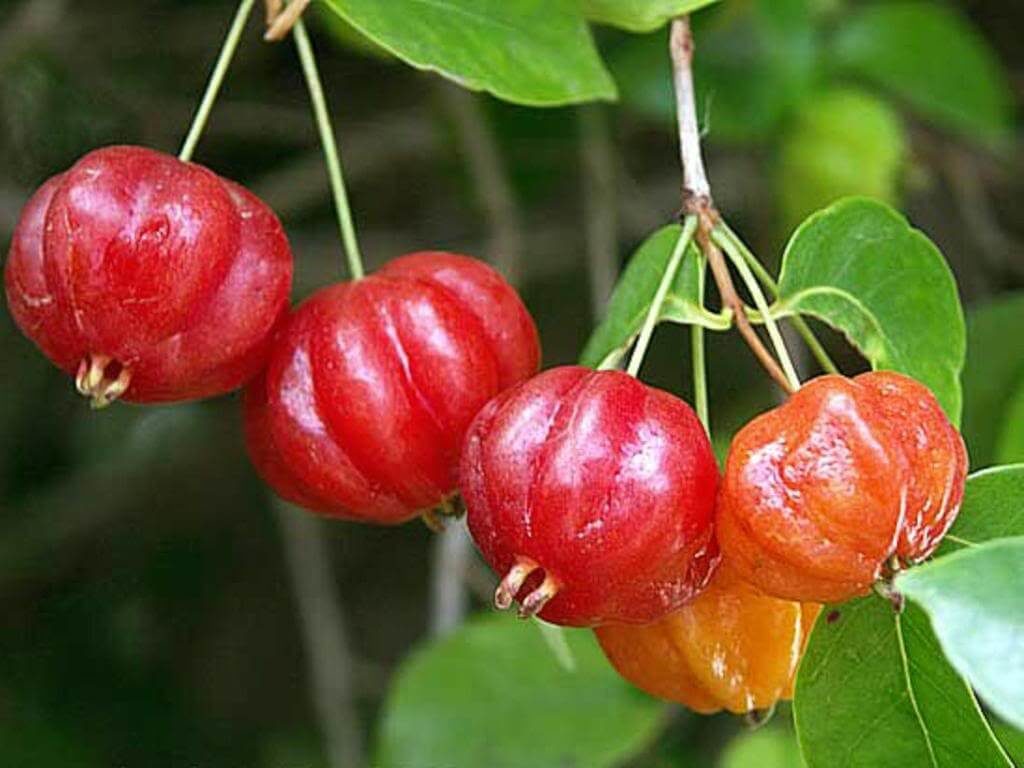 Brazilian cherry tree