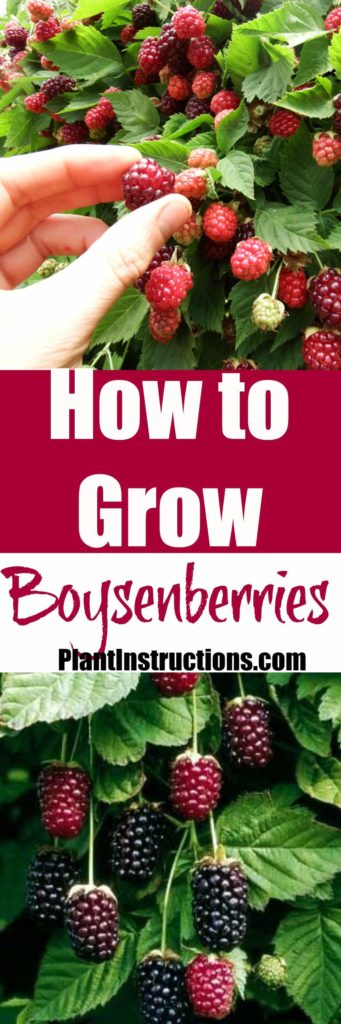 How to Grow Boysenberries