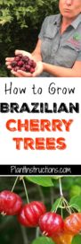 How to Grow Brazilian Cherry Trees