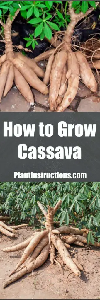 How to Grow Cassava
