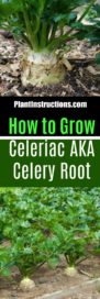 How to Grow Celeriac