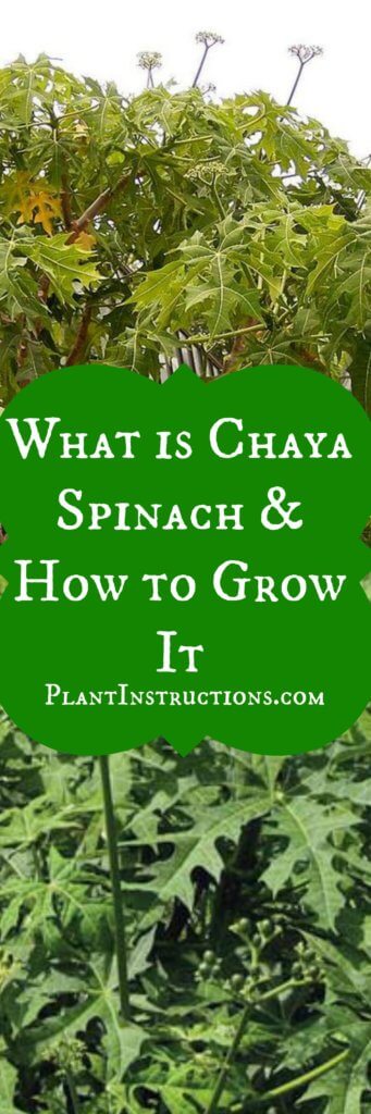 How to Grow Chaya Spinach