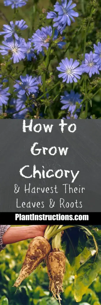 How to Grow Chicory
