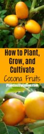 How to Grow Cocona